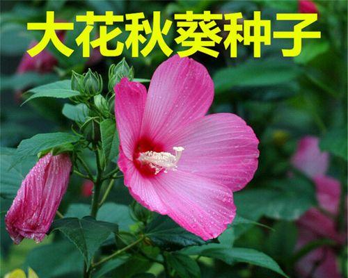 芙蓉花种子种植指南（什么时候开花？）