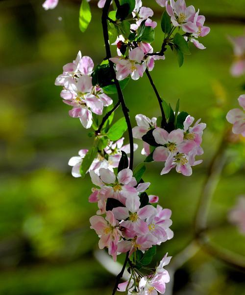 海棠花的花语与寓意（以海棠花为媒介，探寻花语与寓意）