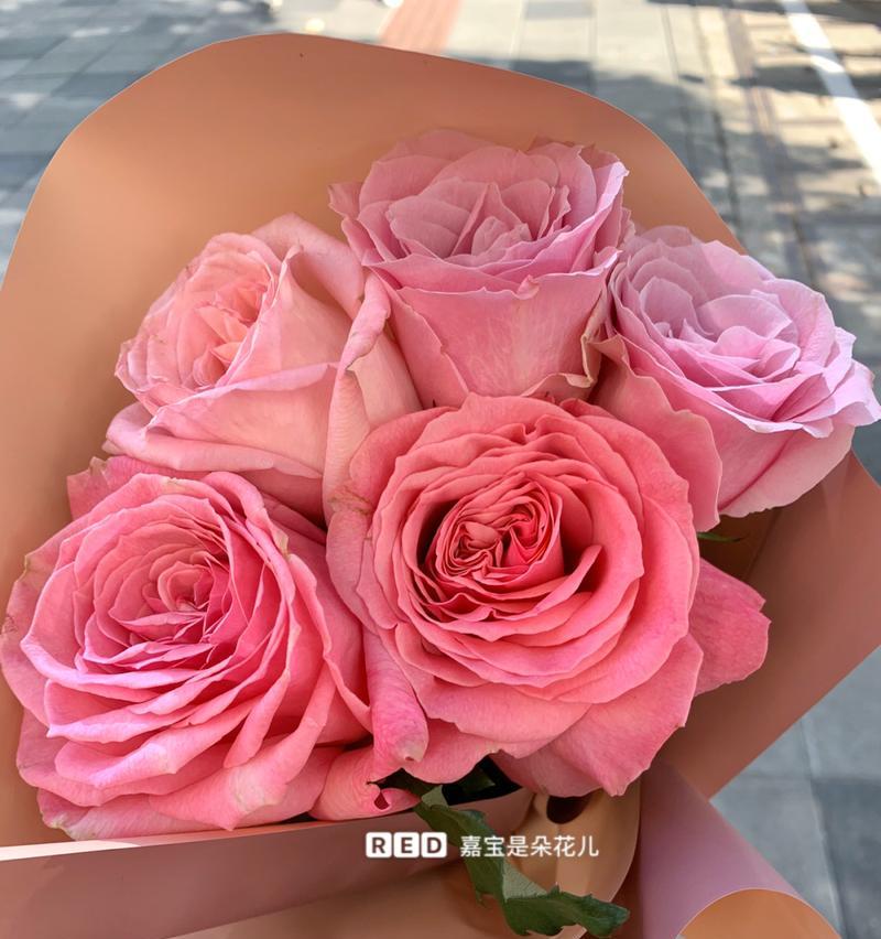 送女生粉色玫瑰的含义与传说（传递温柔和爱意，玫瑰美好的祝福）