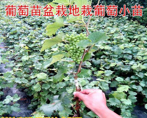 葡萄盆栽种植指南（一步步教你如何在家中种植健康美味的葡萄）