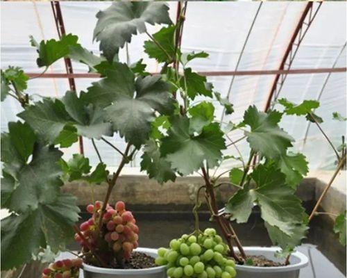 葡萄盆栽种植指南（一步步教你如何在家中种植健康美味的葡萄）