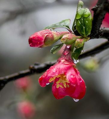 海棠花（揭示海棠花所象征的品格美德）