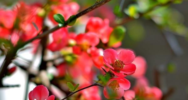 海棠花（揭示海棠花的寓意及文化内涵）