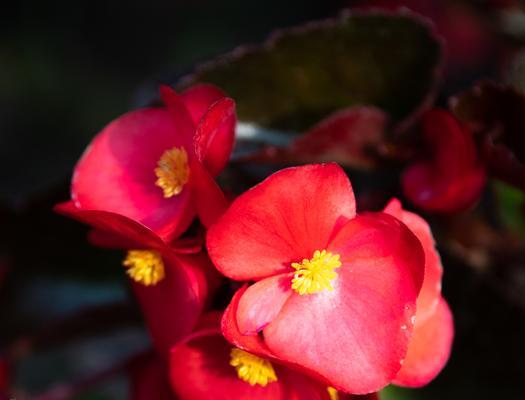 海棠花的象征意义和花语解读（传承千年的美丽与情感）