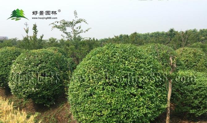 小叶女贞球的种植与养护（打造美丽庭院的必备选择）