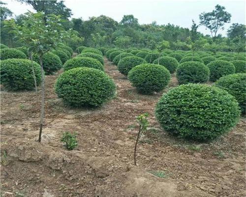 小叶女贞球的种植与养护（打造美丽庭院的必备选择）