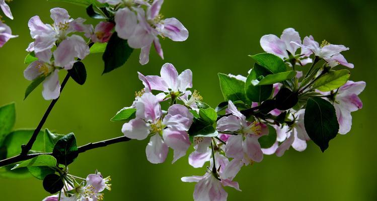 海棠花语与寓意（探寻海棠花的美丽内涵）