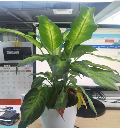 如何养护万年青树？（从植物选择到日常养护的全面指南）