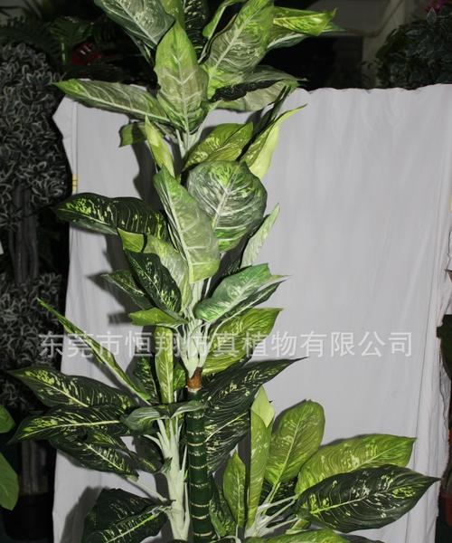 如何养护万年青树？（从植物选择到日常养护的全面指南）