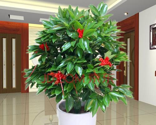 如何养护万年青树？（从植物选择到日常养护的全面指南）