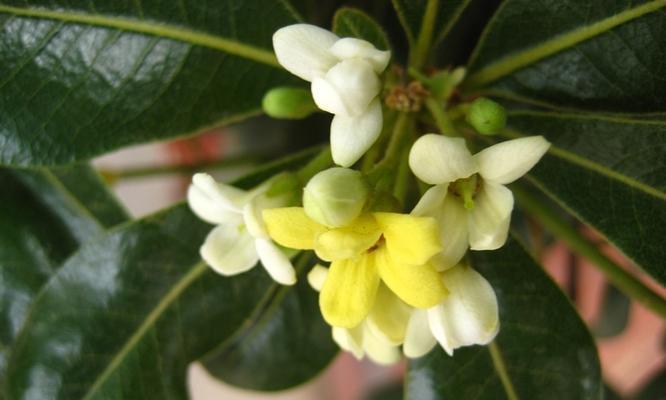 海桐花的花语（探索海桐花的花语及其传达的情感）