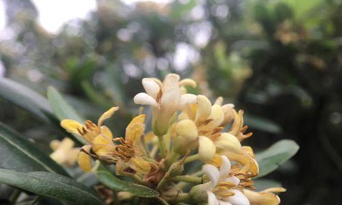 海桐花的花语（探索海桐花的花语及其传达的情感）