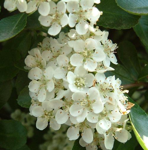 海桐花的花语（探索海桐花的花语及其传达的情感）