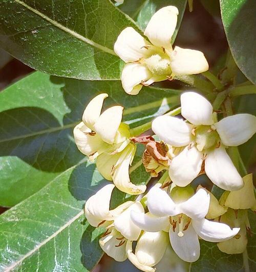 海桐花的花语与美丽（海桐花）