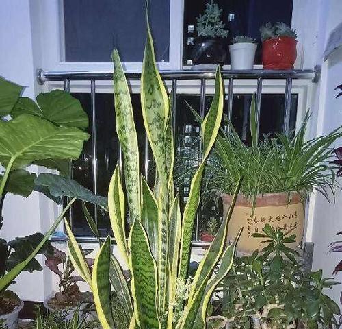 家居绿化，让生活更健康（适合家中养殖和摆放的植物，打造舒适宜人的家居环境）
