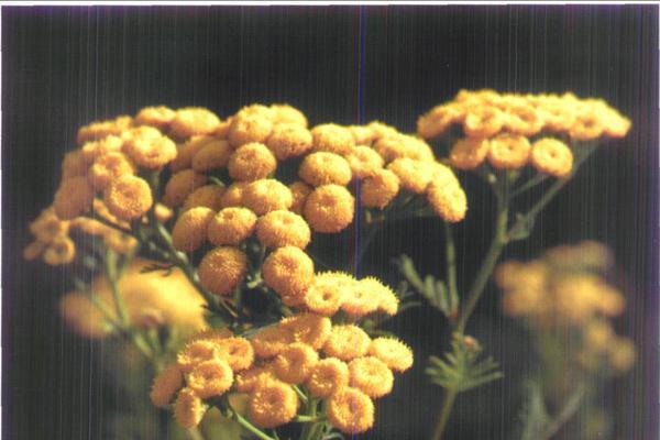 解密茼蒿菊——一个神奇的植物（从外表到内涵，探秘茼蒿菊的种种奥秘）