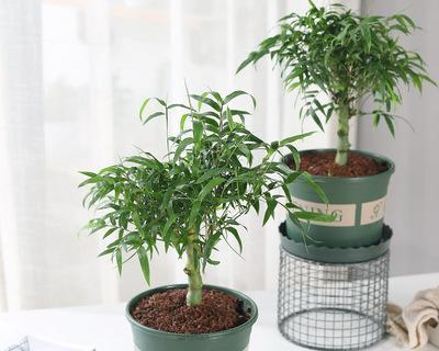 四季竹的养护技巧（打造旺盛的竹林，从养护开始）