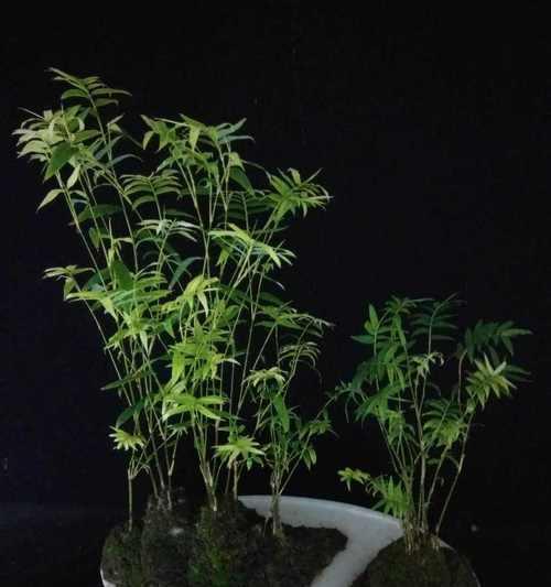 四季竹的养护技巧（打造旺盛的竹林，从养护开始）