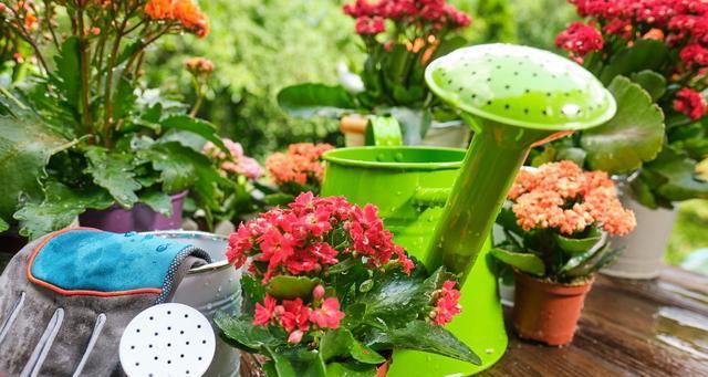春季家庭养花的病虫害防治方法（掌握这些方法，让你的花儿健康茁壮成长）