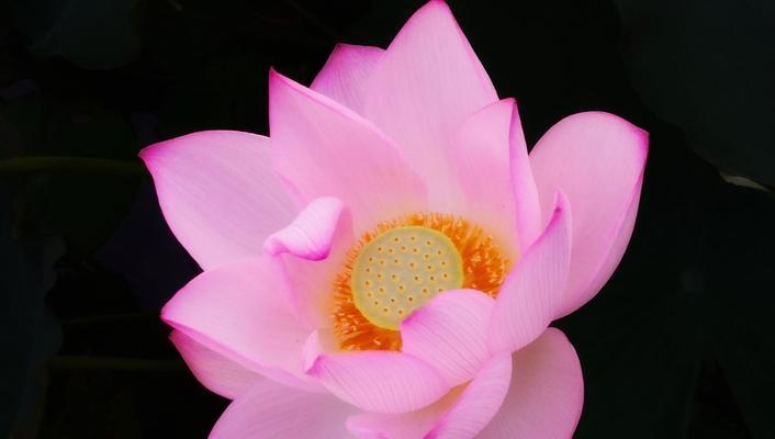 荷花的象征意义与美丽之花（荷花的象征意义及传承于中华文化之美）