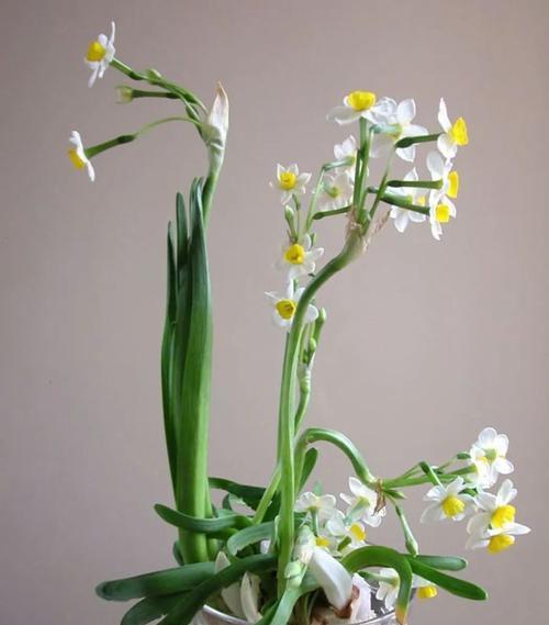 土培水仙花第二年能否再次开花？（探究土培水仙花的复花机制，提高种植成功率）