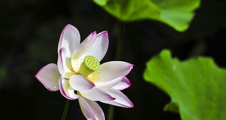 荷花的象征意义（探寻荷花的寓意与传说）