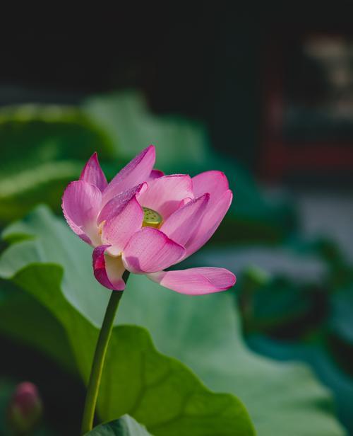 荷花的象征意义（荷花的美丽与寓意）