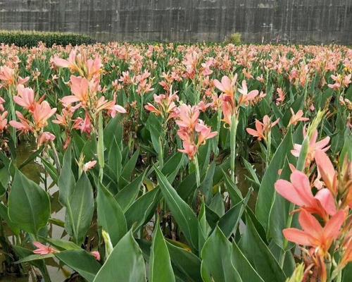 美人蕉花期多长时间？（探秘美人蕉开花的奥秘，解答美人蕉开花时间的谜团）