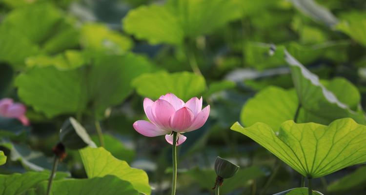 荷花的品质之美（探寻荷花象征的人的品质之美）