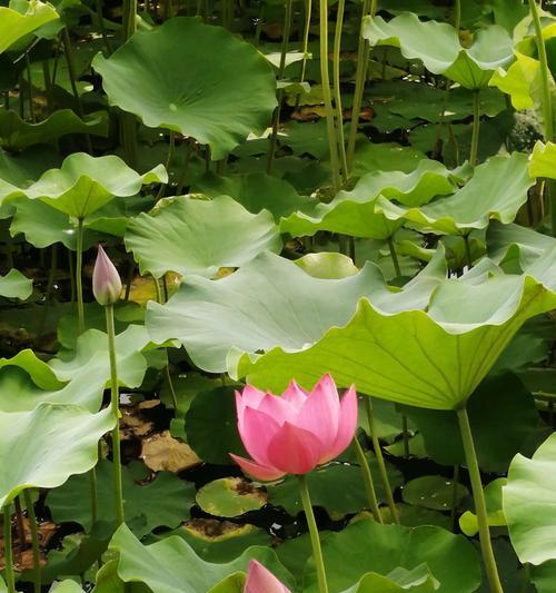 荷花的品质之美（探寻荷花象征的人的品质之美）