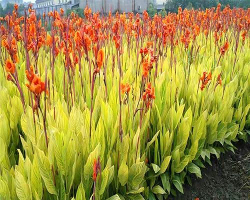 美人蕉花期多长时间？（探秘美人蕉开花的奥秘，解答美人蕉开花时间的谜团）