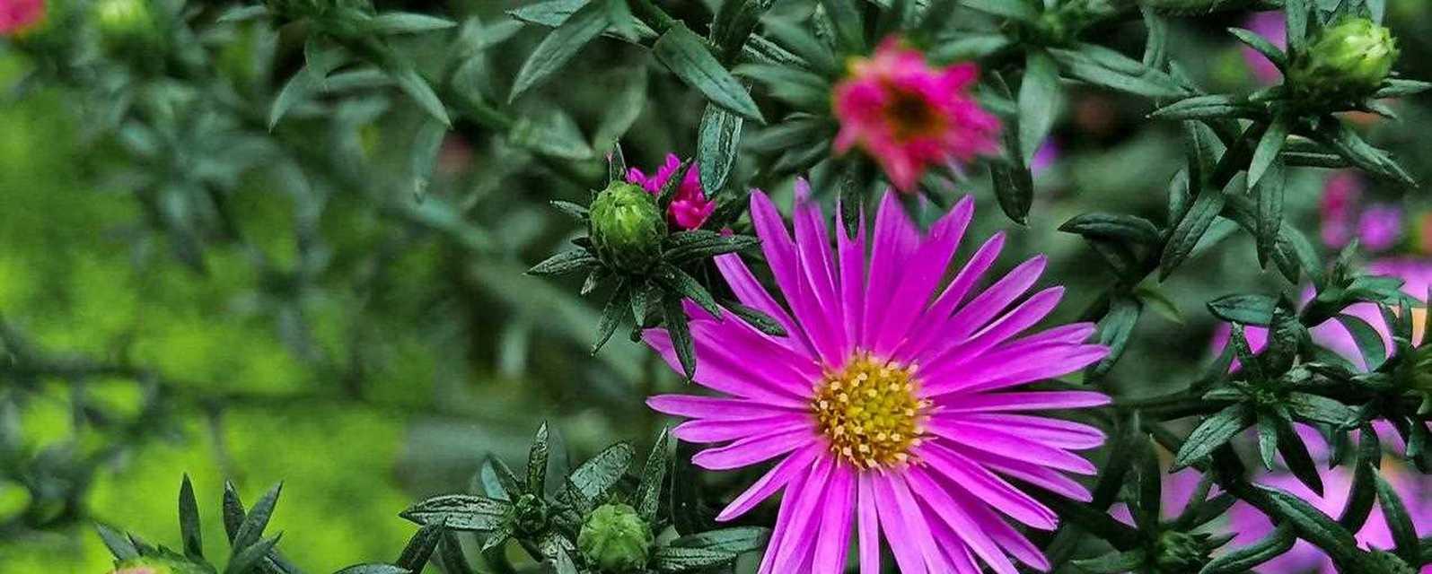 揭示真相的荷兰菊花（荷兰菊花语传递活动的真相）