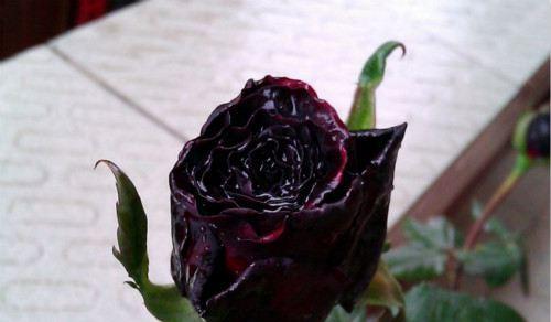 黑玫瑰花语与寓意（黑玫瑰）