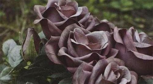 黑玫瑰的花语及其象征意义（探寻黑玫瑰背后的神秘之美）