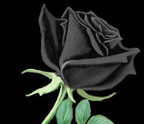 黑玫瑰花语（黑玫瑰的花语意味何事？揭开神秘面纱的秘密花朵）