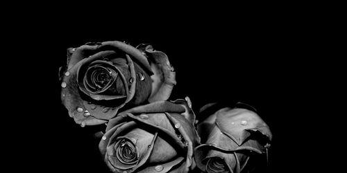 黑玫瑰花语（黑玫瑰的花语意味何事？揭开神秘面纱的秘密花朵）