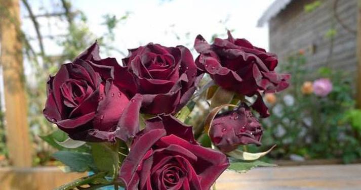 黑玫瑰花语（黑暗中绽放的神秘花朵，它意味着什么？）