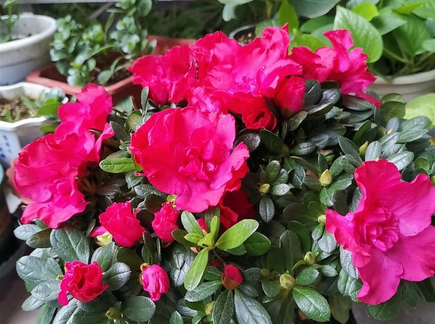 杜鹃花冬季养殖全攻略（掌握这些技巧，让你的杜鹃花在冬季也能傲视群芳！）