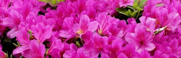 杜鹃花冬季养殖全攻略（掌握这些技巧，让你的杜鹃花在冬季也能傲视群芳！）