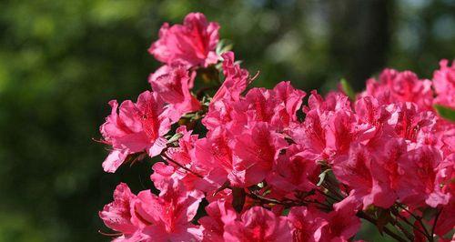 杜鹃花冬季养殖全攻略（掌握这些技巧，让你的杜鹃花在冬季也能傲视群芳！）