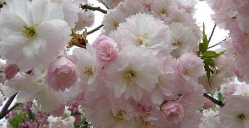 樱花树种植方法详解（从选地到施肥，让您成为樱花种植专家）