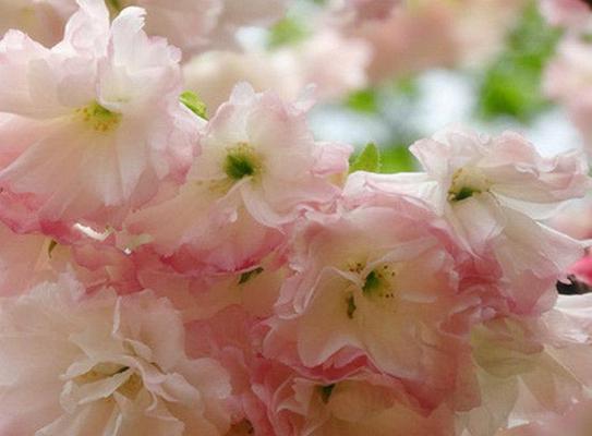 樱花树种植方法详解（从选地到施肥，让您成为樱花种植专家）