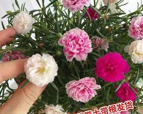 养花小白福音——这些花养不容易死（从养花小白到绿植控，你只需要知道这些花）