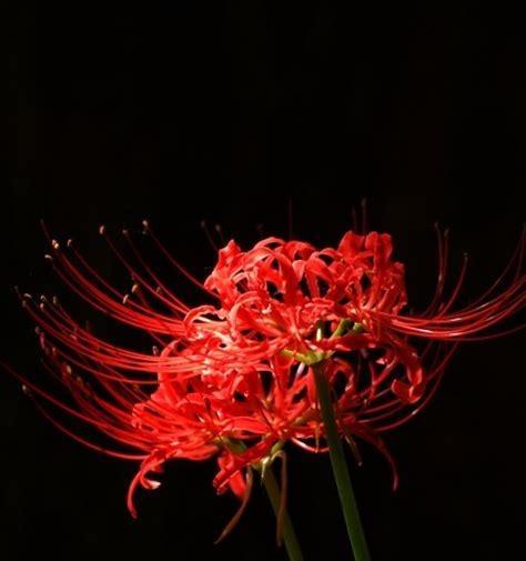 黑色彼岸花（揭开黑色彼岸花的神秘面纱，探寻其独特的花语）