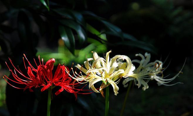 黑色彼岸花（揭开黑色彼岸花的神秘面纱，探寻其独特的花语）