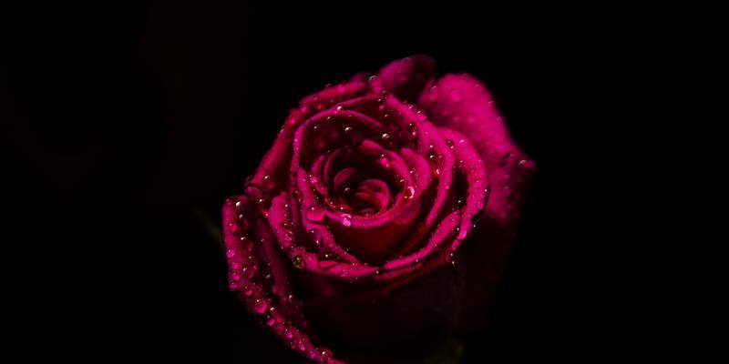 黑色玫瑰花语的神秘之美（探索黑色玫瑰花语的深层含义）