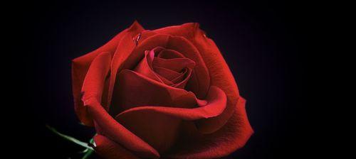 黑色玫瑰花语的神秘之美（探索黑色玫瑰花语的深层含义）