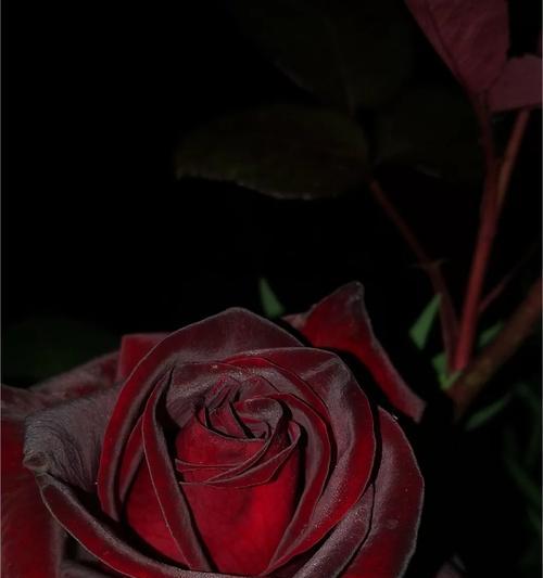 黑色玫瑰（黑色玫瑰的神秘与美丽、爱情中的黑暗之花）