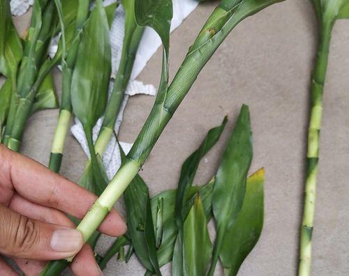 竹子叶子发黄的原因和处理方法（竹子养护技巧，解决叶子发黄的问题）