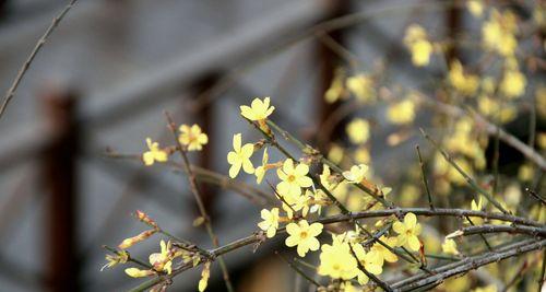 迎春花是否怕冻？（迎春花寒冷季节的养护和注意事项）